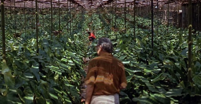 Landscape Film, Roberto Burle Marx