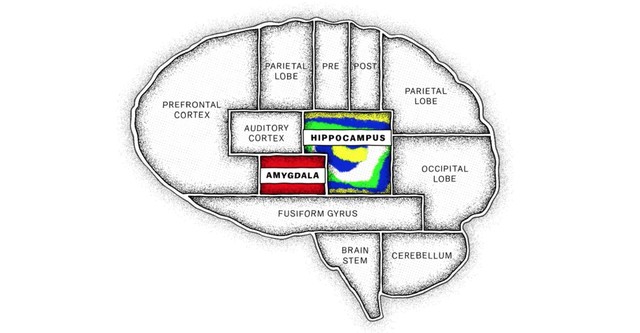 Le cerveau, en bref