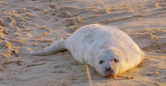 The Wonderful World of Baby Animals