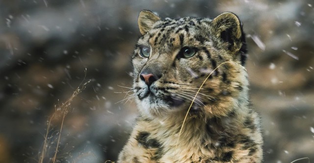 El Reino Helado del Leopardo de las Nieves