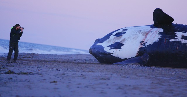 Last of the Right Whales