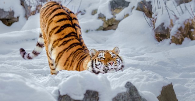 Le grand retour du tigre de Sibérie