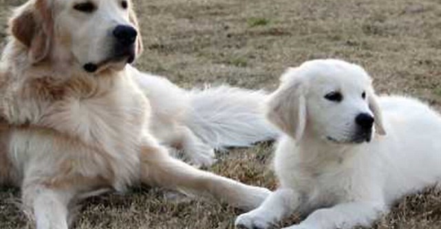Las aventuras de Bailey: El cachorro perdido