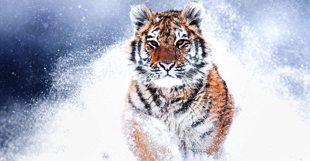 Russia's Wild Tiger