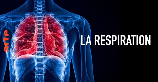 La respiration, une savante mécanique