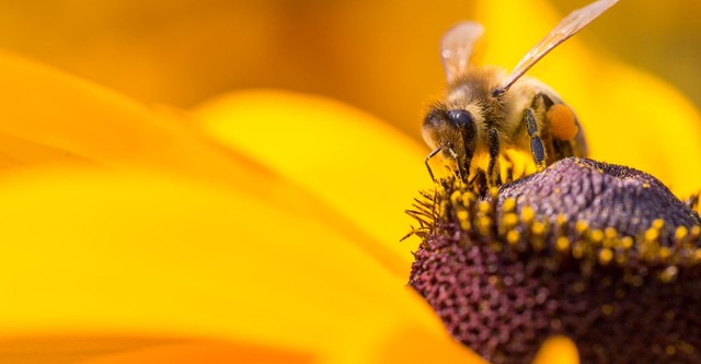 Diario de una abeja