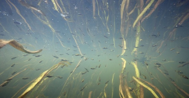 Aal und Co - Süßwasserwelten der Niederlande