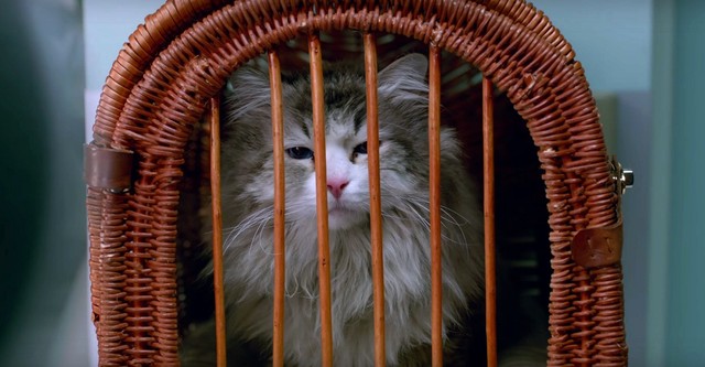 Nine Lives streaming: where to watch movie online?