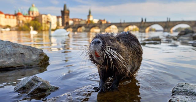 Wild Prague