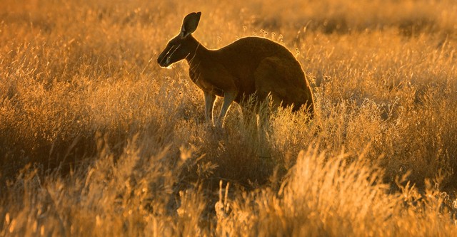 Vilda Australien