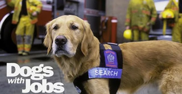 Dogs with Jobs