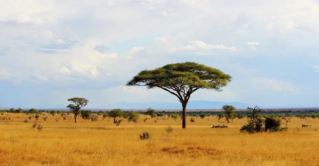 Massiivinen Afrikka