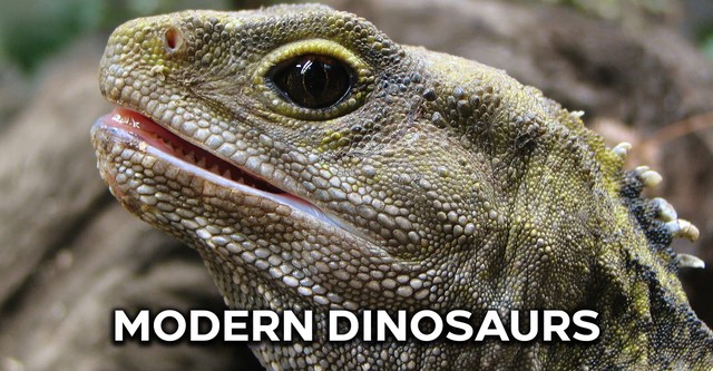 Modern Dinosaurs