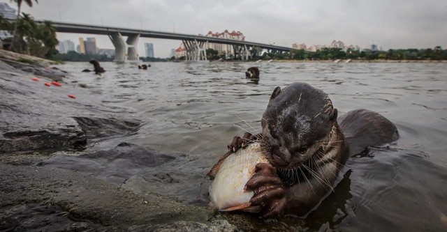 Otters and the Exotic Pet Trade