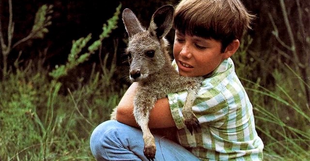 Skippy the Bush Kangaroo