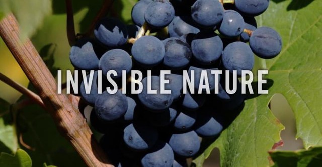 Die geheime Welt der Pflanzen