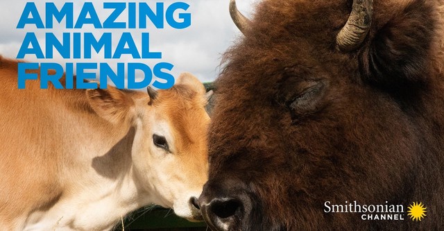 Amazing Animal Friends