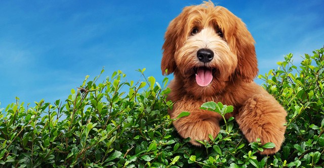 Dog House : Un chien pour la vie