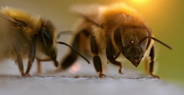 Die Bienenflüsterer