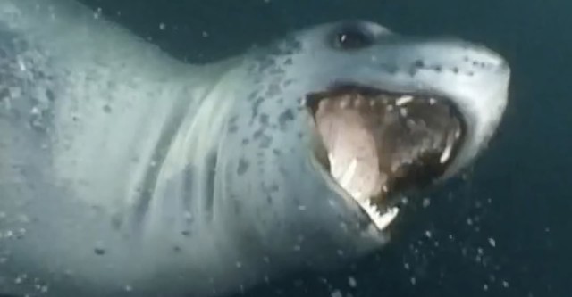 Die Supermacht Natur