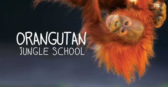 Orangutan Jungle School - Kindergarten mal anders