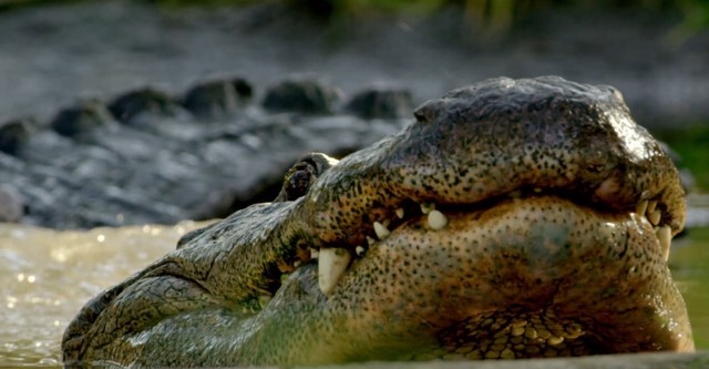 Wild Florida