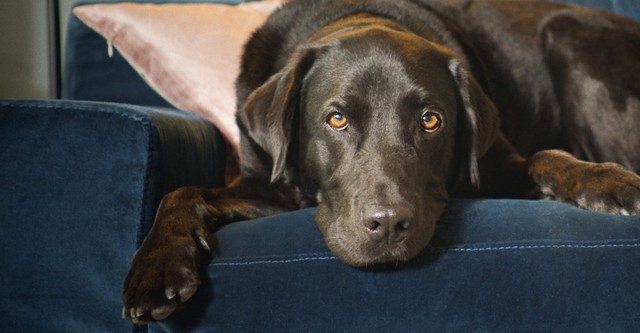 Dans la peau de nos animaux