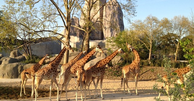 Un zoo à Paris