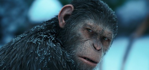 10 Movies to Watch If You Liked Kingdom Of The Planet of The Apes (And Where To Stream Them)