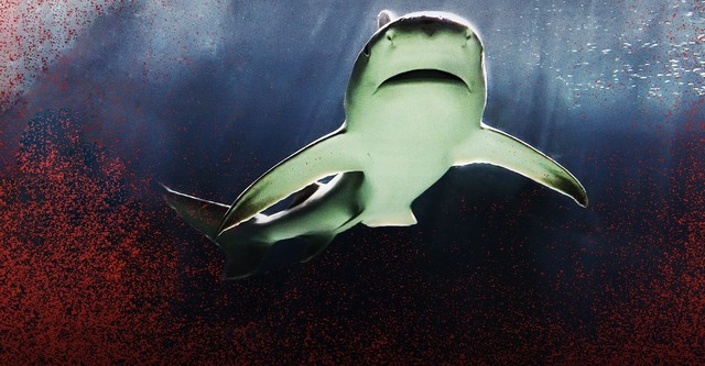 Raging Bull Shark