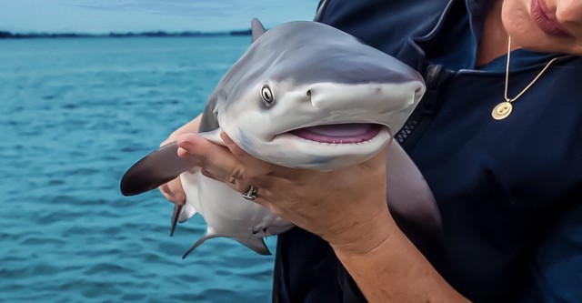 Baby Sharks