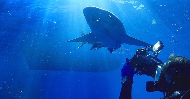 Tiburones contra barcos