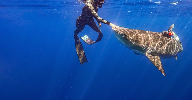 Maui Shark Mystery