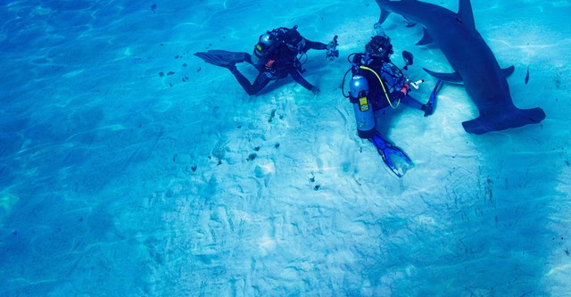 World's Biggest Hammerhead?