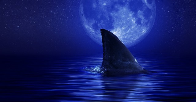 Shark Side of the Moon