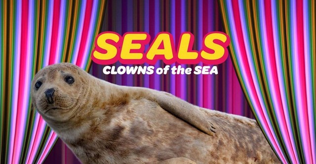 Seals - Clowns of the Sea