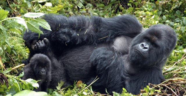 Mountain Gorilla