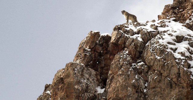 El leopardo de las nieves