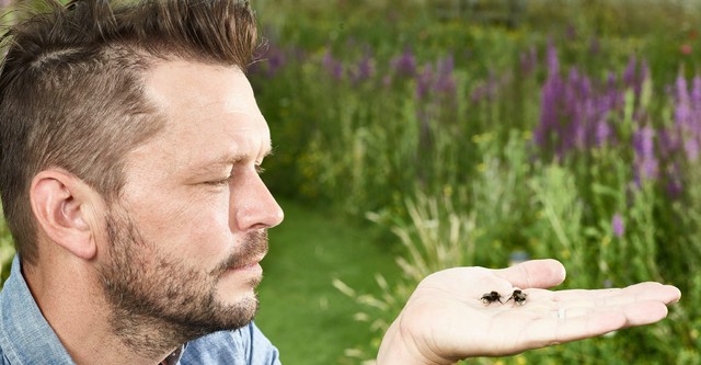 Jimmy's Big Bee Rescue