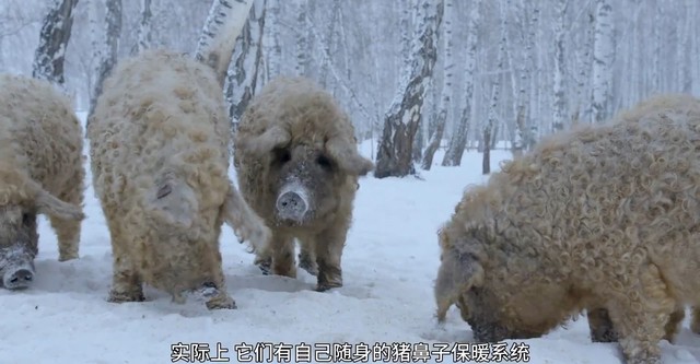 Amazing Pigs