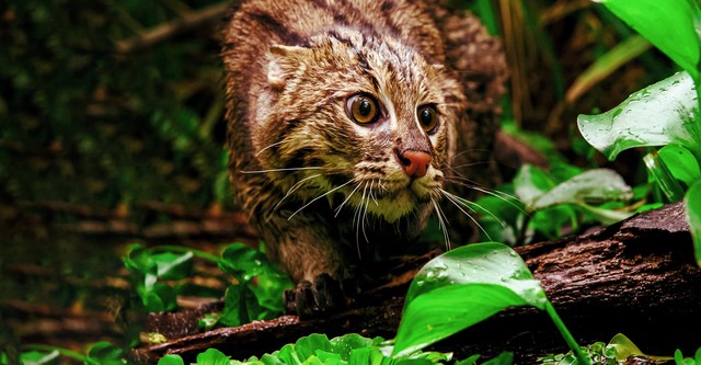 Thailand's Wild Cats