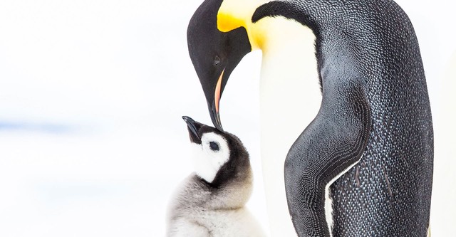 Penguins: Meet the Family