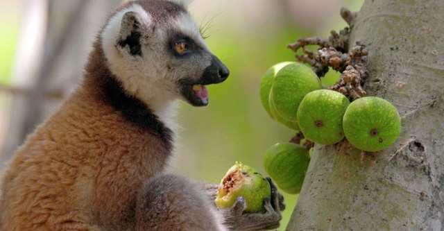 Biodiversité : les sanctuaires de l'espoir