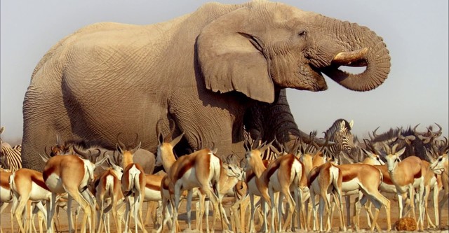 Unbekanntes Afrika