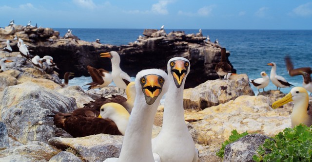 Galápagos - David Attenborough sorozata