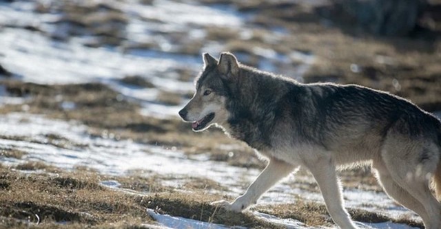 Loups solitaires en toute liberté