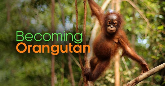 Becoming Orangutan