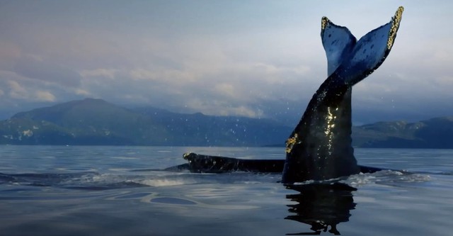 Humboldtin merivirta