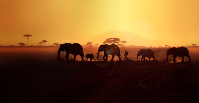 Walking With Elephants