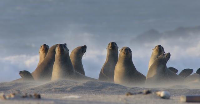 Die Wildnis Afrikas: Vier Jahreszeiten